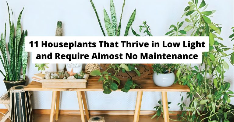 low light houseplants