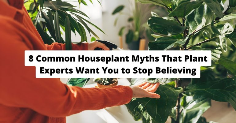 indoor houseplants on shelf showing healthy leaves and proper care setup