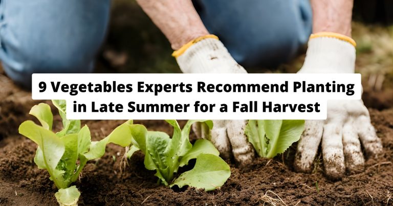 late summer vegetables for fall harvest