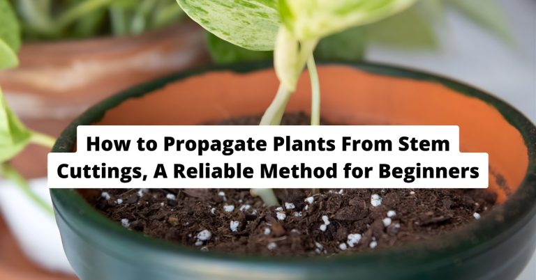How to Propagate Plants From Stem Cuttings-A Reliable Method for Beginners