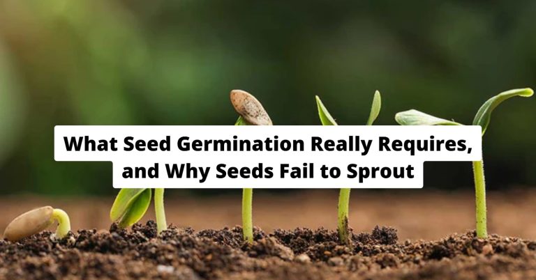 What Seed Germination Really Requires — and Why Seeds Fail to Sprout