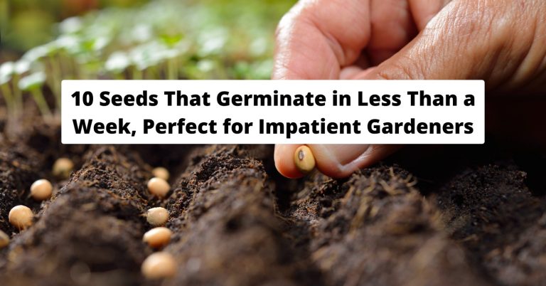 10 Seeds That Germinate in Less Than a Week-Perfect for Impatient Gardeners