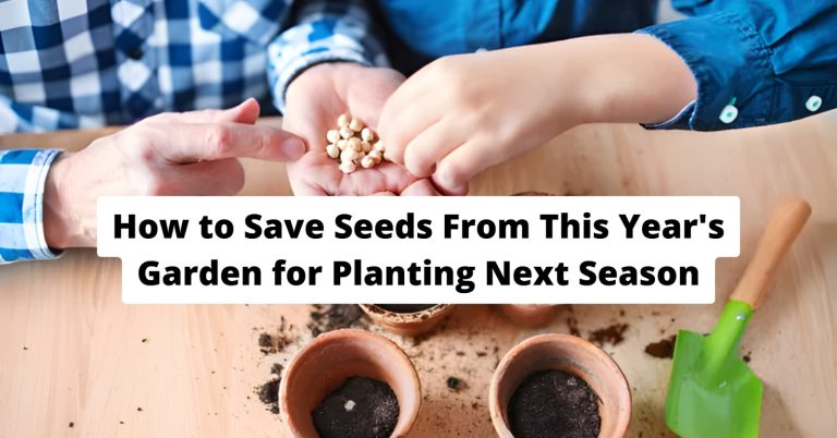 How to Save Seeds From This Year’s Garden for Planting Next Season