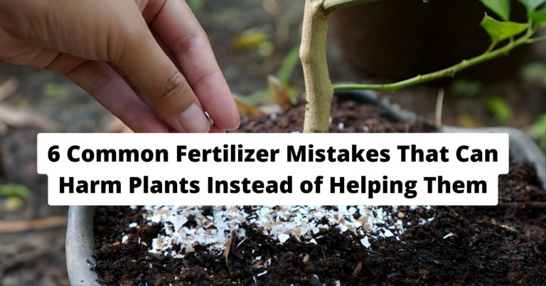 6 Common Fertilizer Mistakes That Can Harm Plants Instead of Helping Them
