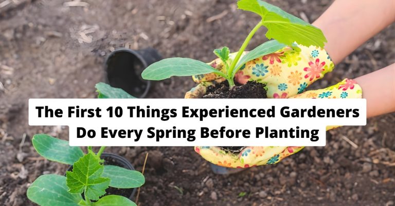 The First 10 Things Experienced Gardeners Do Every Spring Before Planting