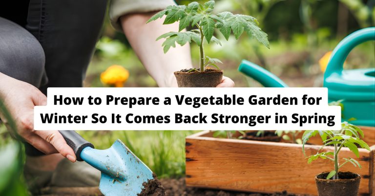 How to Prepare a Vegetable Garden for Winter So It Comes Back Stronger in Spring