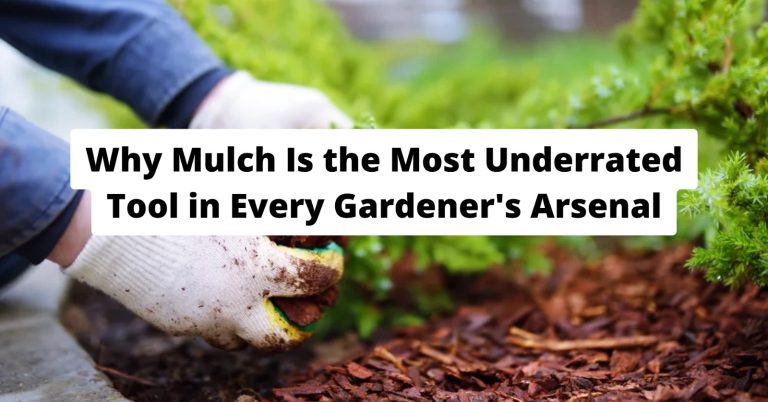 Why Mulch Is the Most Underrated Tool in Every Gardener’s Arsenal