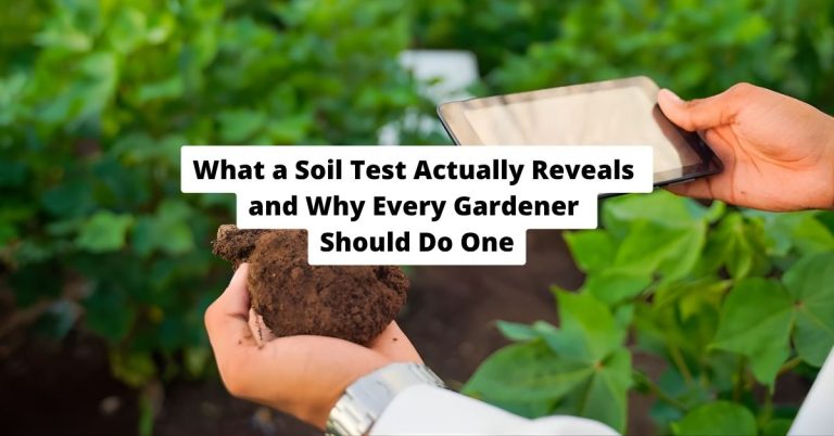 What a Soil Test Actually Reveals and Why Every Gardener Should Do One