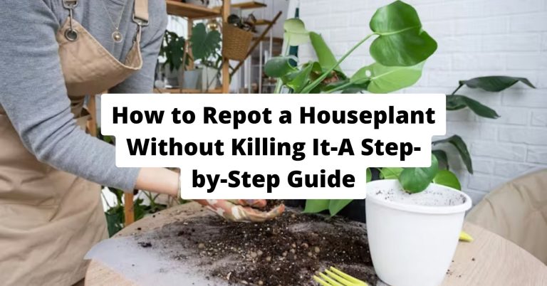 How to Repot a Houseplant Without Killing It-A Step-by-Step Guide