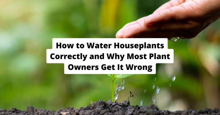 How to Water Houseplants Correctly and Why Most Plant Owners Get It Wrong