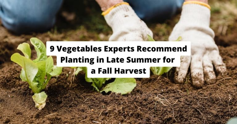9 Vegetables Experts Recommend Planting in Late Summer for a Fall Harvest
