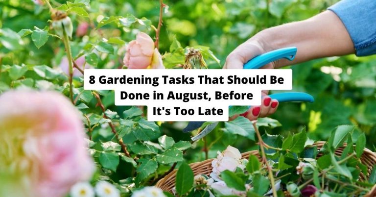8 Gardening Tasks That Should Be Done in August-Before It’s Too Late