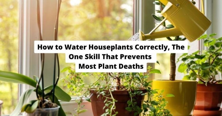 How to Water Houseplants Correctly-The One Skill That Prevents Most Plant Deaths