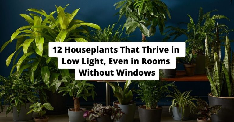 12 Houseplants That Thrive in Low Light-Even in Rooms Without Windows