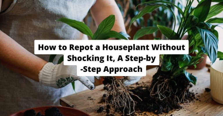 How to Repot a Houseplant Without Shocking It-A Step-by-Step Approach