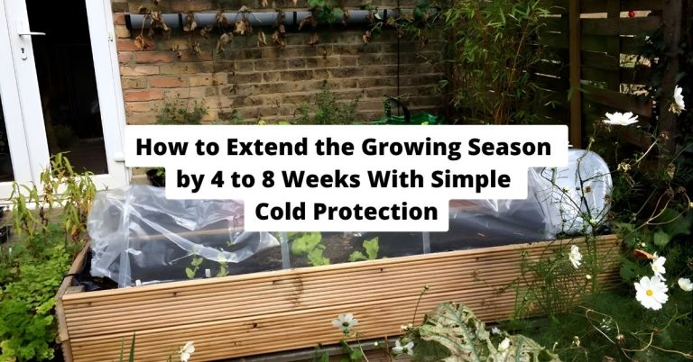 How to Extend the Growing Season by 4 to 8 Weeks With Simple Cold Protection