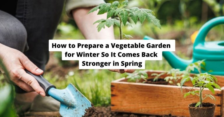 How to Prepare a Vegetable Garden for Winter So It Comes Back Stronger in Spring