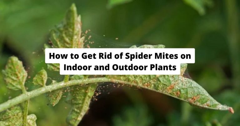 How to Get Rid of Spider Mites on Indoor and Outdoor Plants