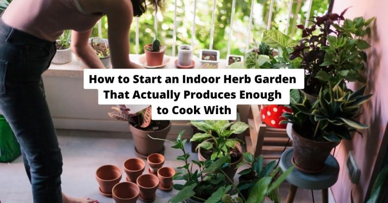 How to Start an Indoor Herb Garden That Actually Produces Enough to Cook With