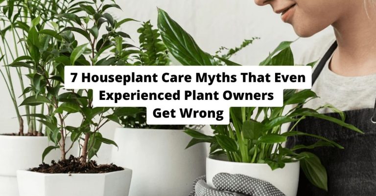 7 Houseplant Care Myths That Even Experienced Plant Owners Get Wrong