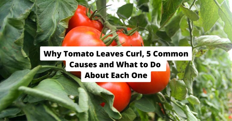 Why Tomato Leaves Curl-5 Common Causes and What to Do About Each One