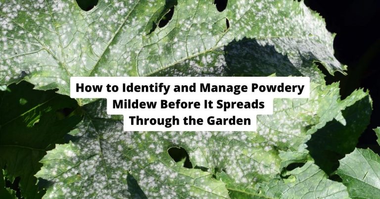How to Identify and Manage Powdery Mildew Before It Spreads Through the Garden