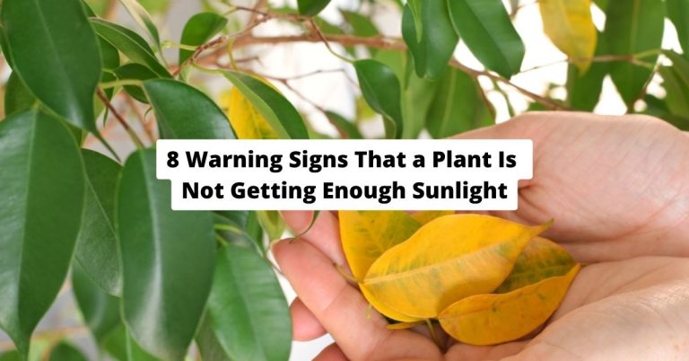 8 Warning Signs That a Plant Is Not Getting Enough Sunlight