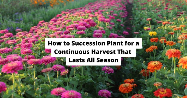 How to Succession Plant for a Continuous Harvest That Lasts All Season