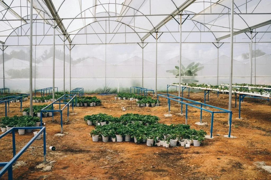 7 Ways Extreme Summer Heat Damages Garden Plants and What Experts Recommend