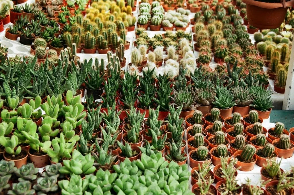 How to Keep Houseplants Alive During Vacation-Without an Expensive Plant Sitter