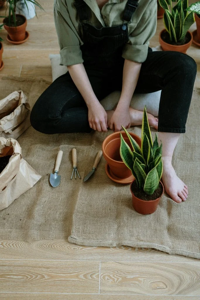 What “Days to Maturity” Really Means on Seed Packets and Why Most Gardeners Get It Wrong