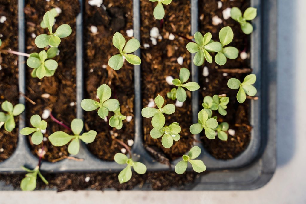 7 Common Mistakes That Kill Newly Transplanted Seedlings