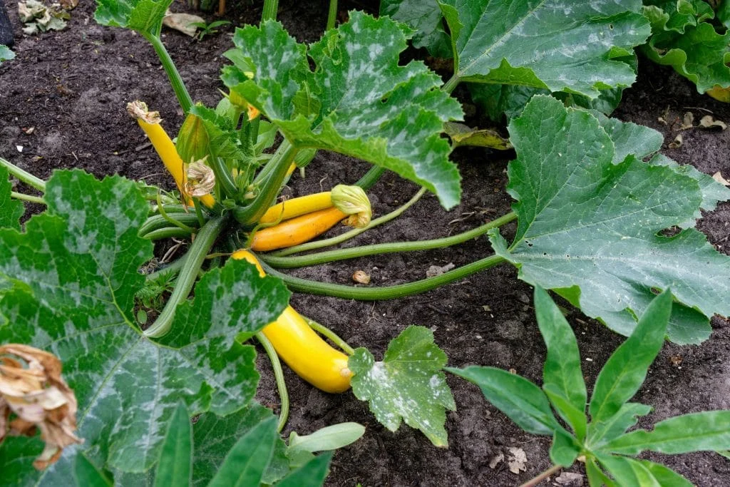 Why Garden Plants Wilt in the Afternoon and When Gardeners Should Worry