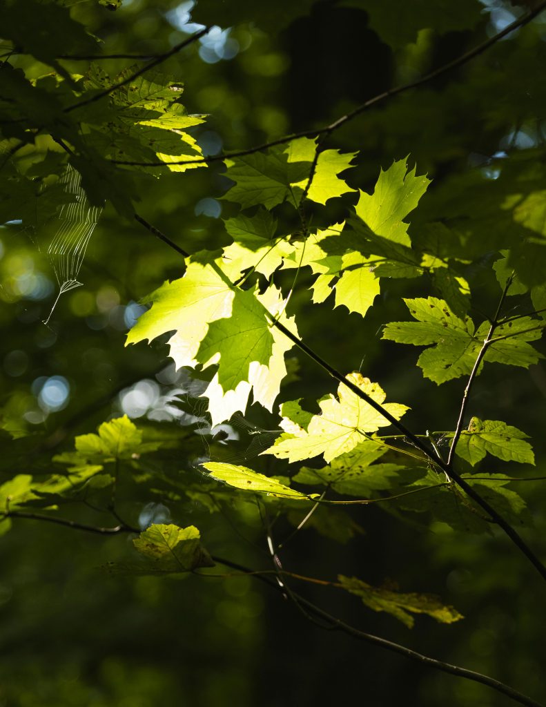 7 Types of Garden Mulch Compared and Which One Works Best for Each Situation