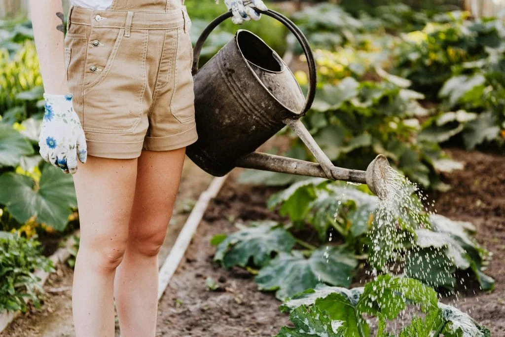 7 Simple Fixes That Save Leggy Seedlings Before It’s Too Late