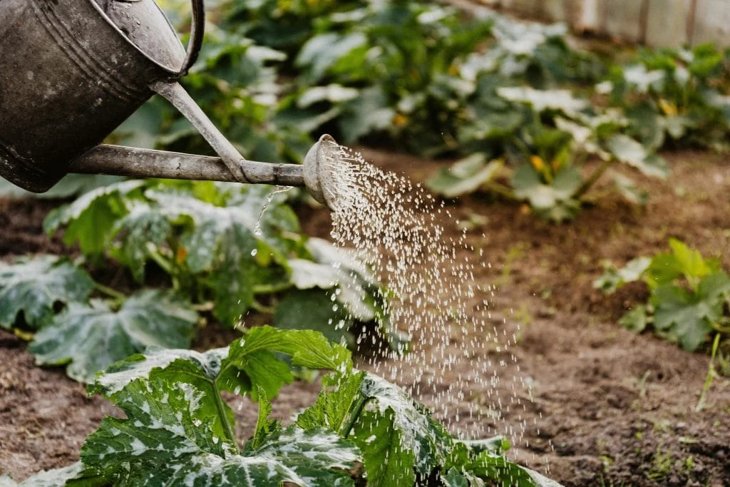 A Beginner’s Complete Guide to Installing Drip Irrigation in a Home Garden