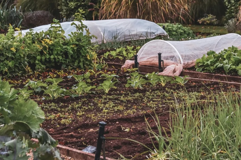 How to Succession Plant for a Continuous Harvest That Lasts All Season