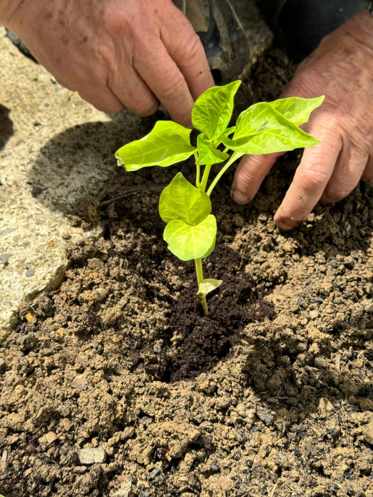 Which Seeds Need Light to Germinate and Which Ones Need Total Darkness