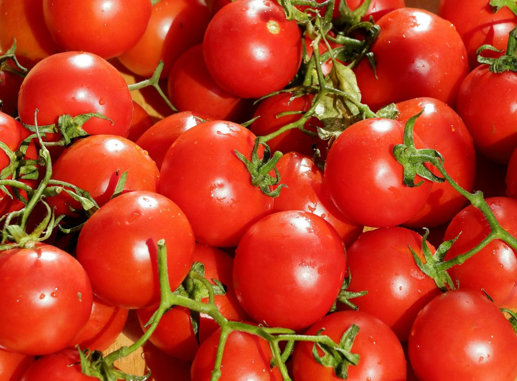Why Tomato Leaves Curl-5 Common Causes and What to Do About Each One