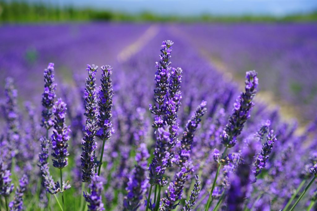 How to Harvest and Dry Lavender at the Perfect Time for Maximum Fragrance