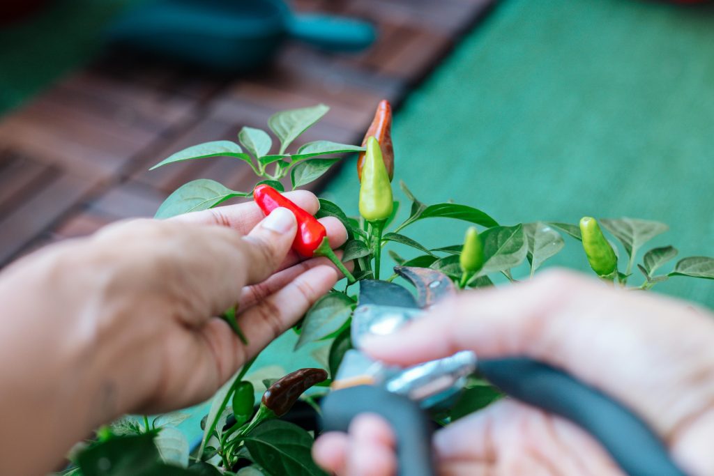 How to Grow Peppers That Produce More Fruit Per Plant All Season Long