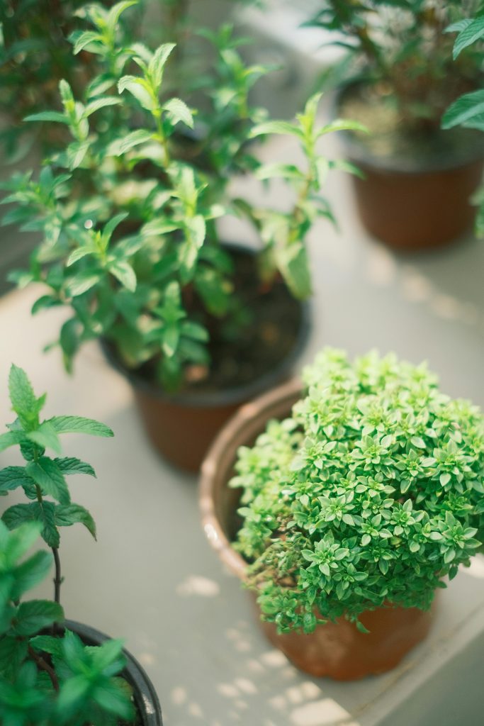 How to Propagate Plants From Stem Cuttings-A Reliable Method for Beginners