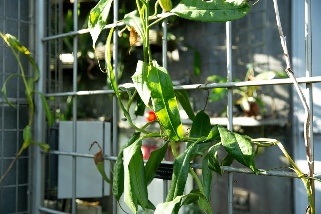 8 Warning Signs That a Plant Is Not Getting Enough Sunlight