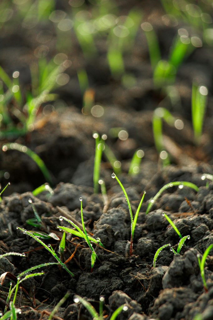 How to Water Houseplants Correctly and Why Most Plant Owners Get It Wrong