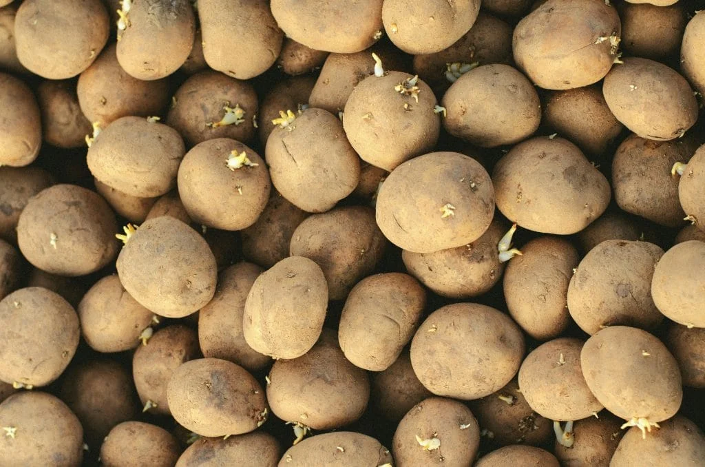The Complete Guide to Growing Potatoes in Raised Beds for Maximum Yield