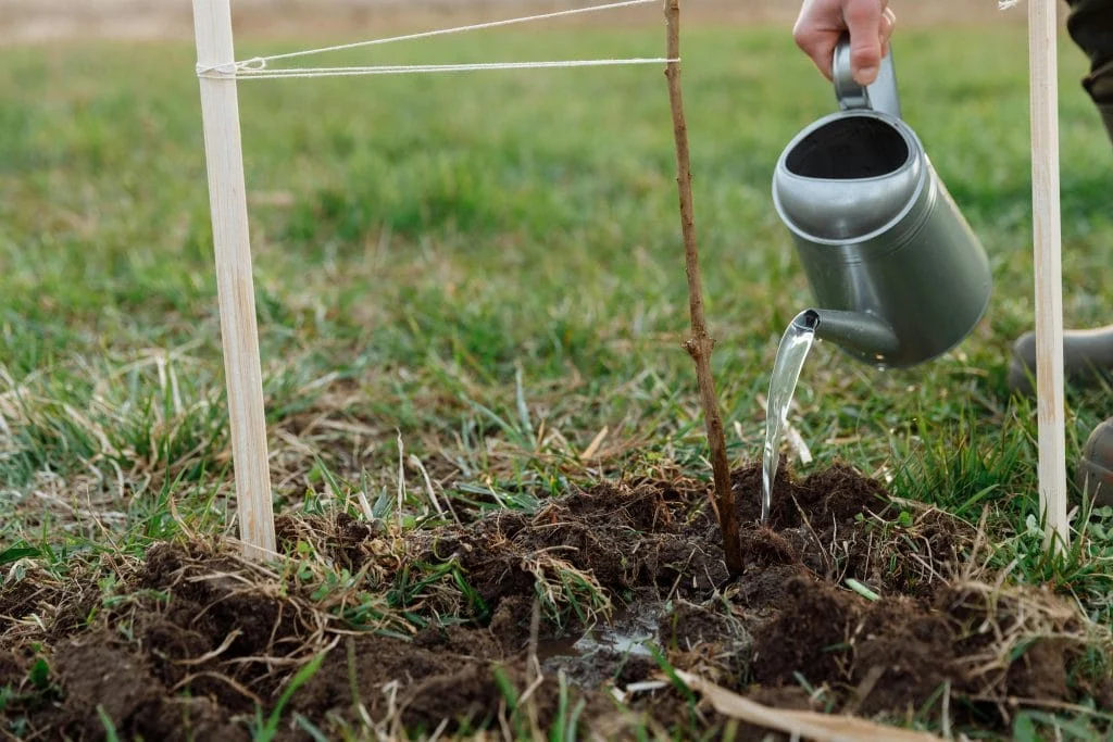 What Seed Germination Really Requires — and Why Seeds Fail to Sprout