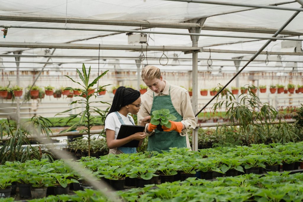 How to Get Rid of Spider Mites on Indoor and Outdoor Plants