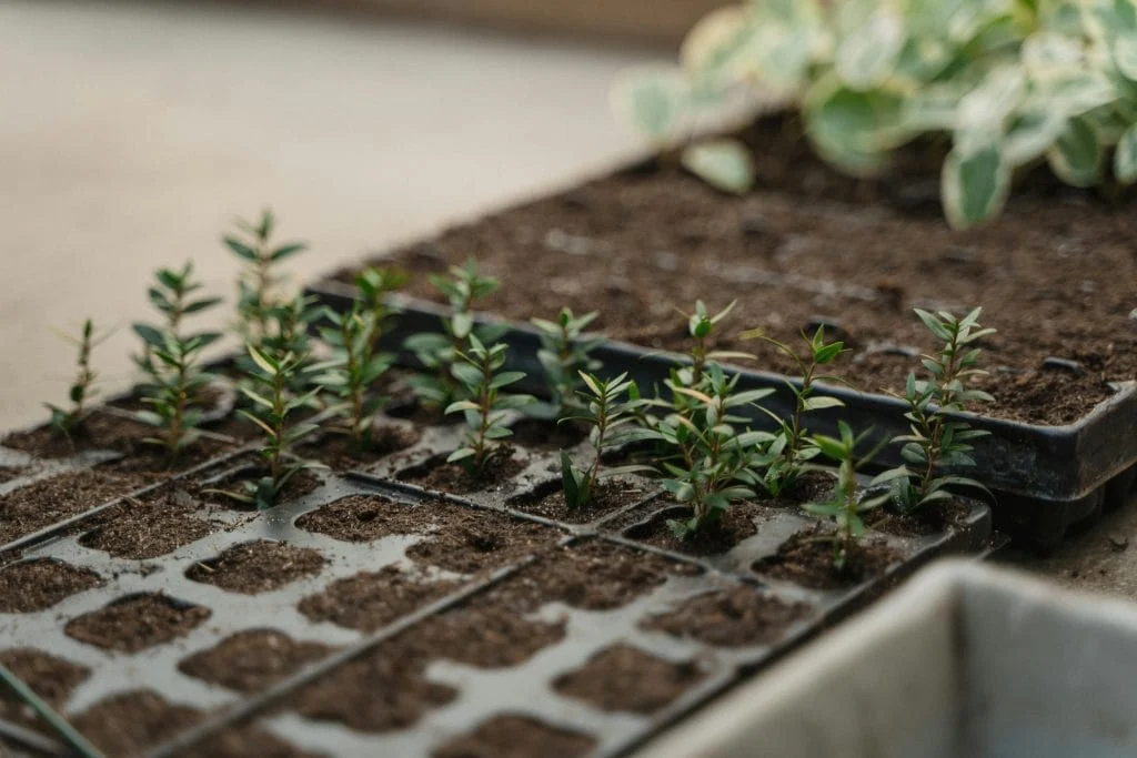 A Month-by-Month Gardening Calendar for Temperate Climate Gardens