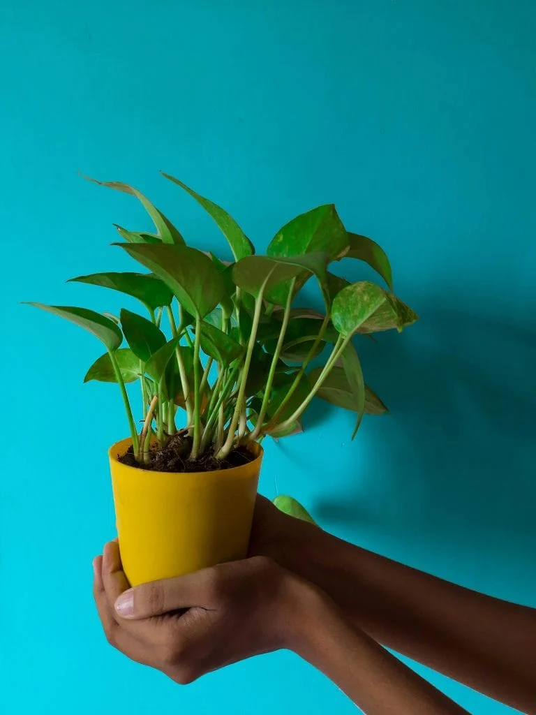 9 Proven Ways to Stop Damping Off Disease Before It Destroys Seedlings