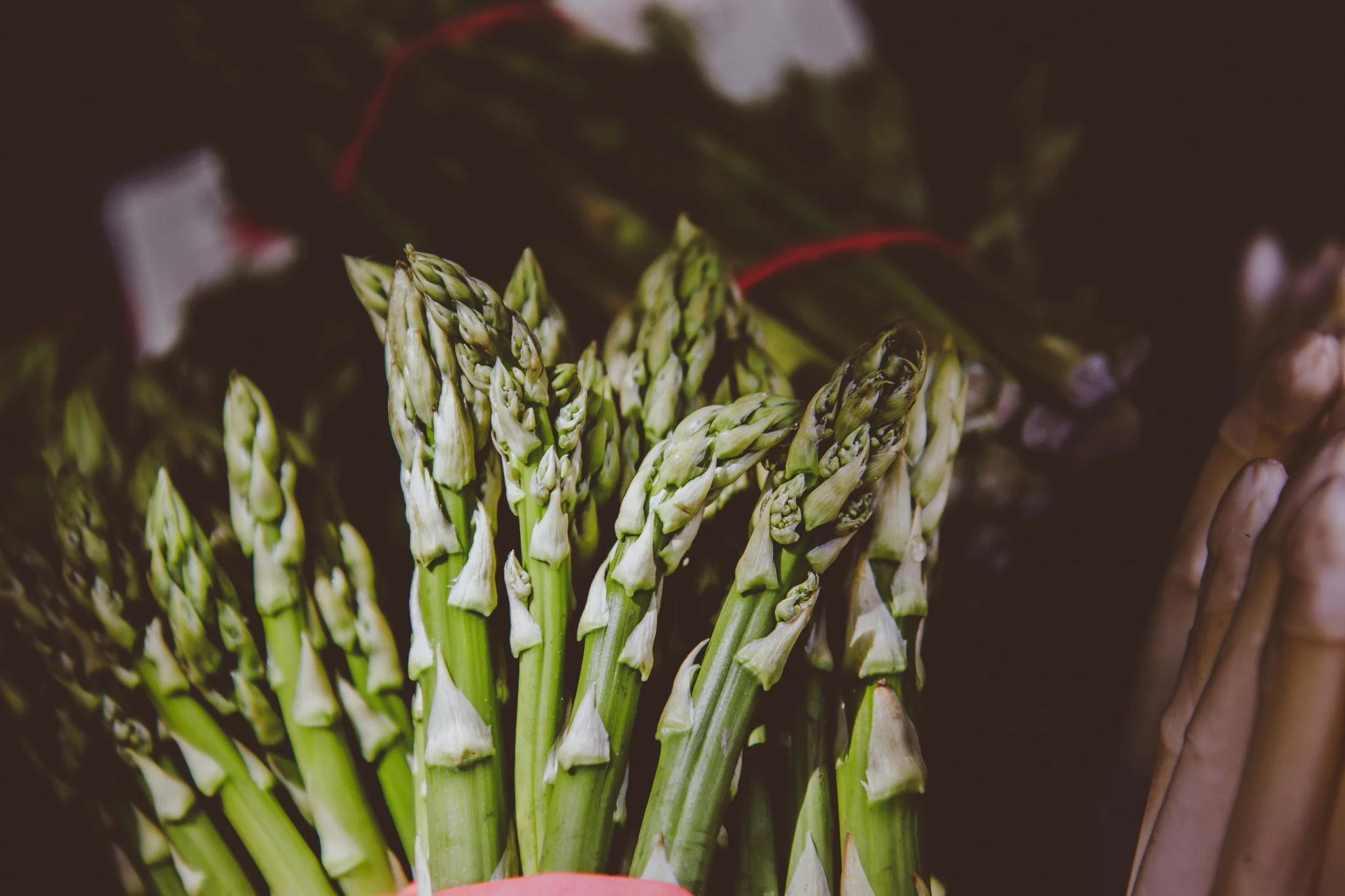 Fresh asparagus spears emerging from garden soil in early spring